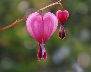 Flower of the Heart